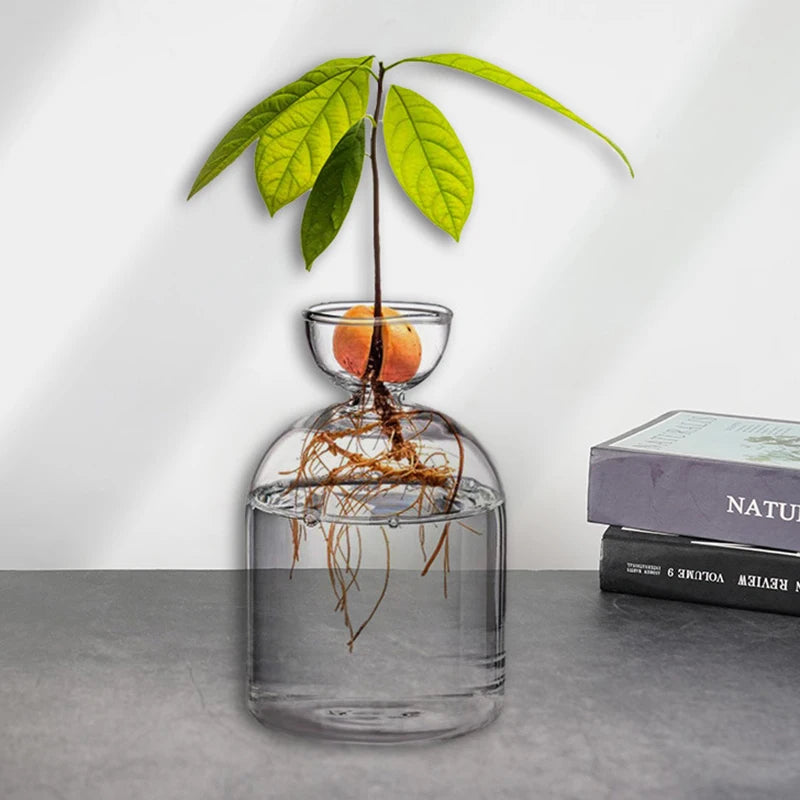 Dekorative Glas Anzuchtvase für Avocado Samen und Pflanzen