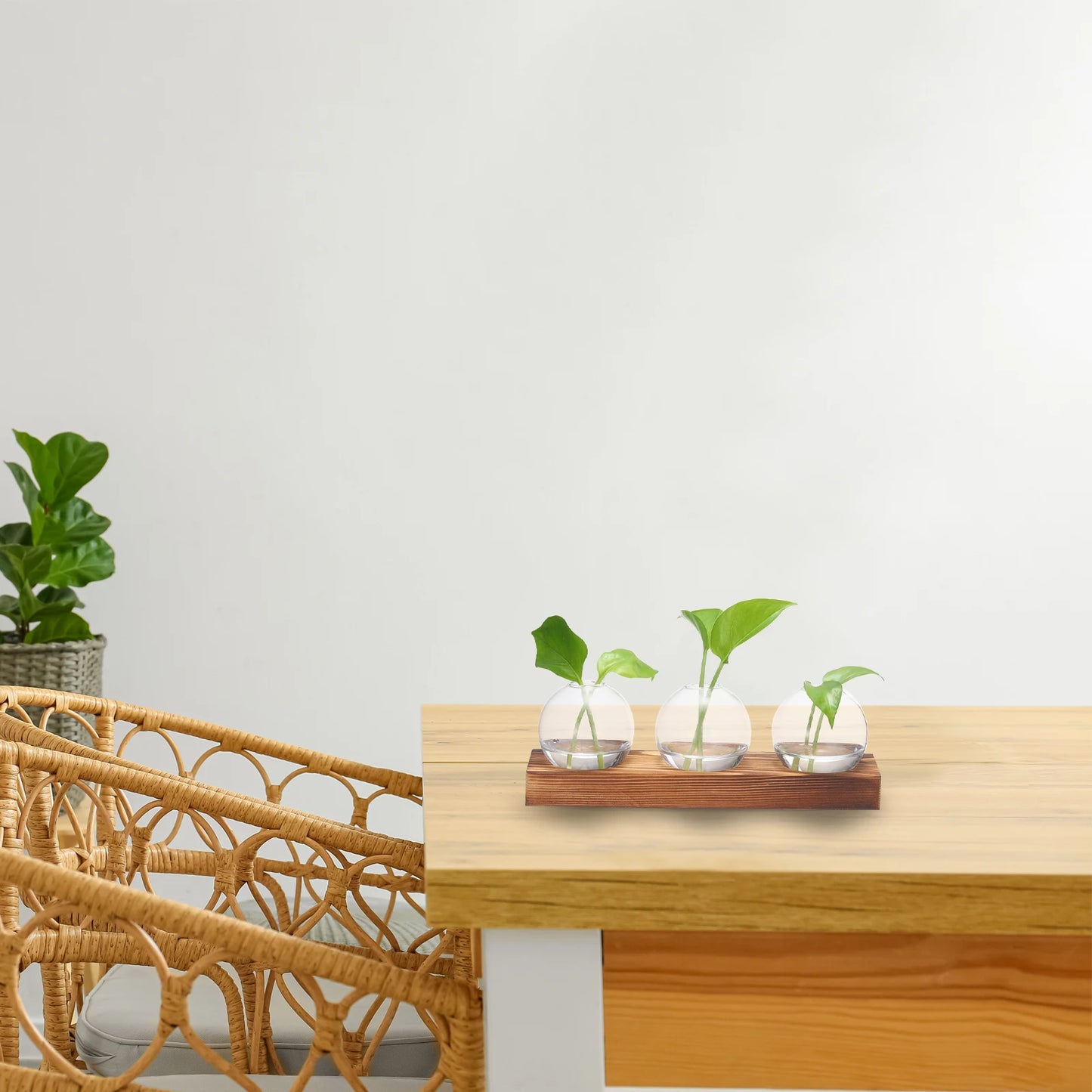 Dekoratives Glasvasen Set mit Holztablett für Pflanzenzucht