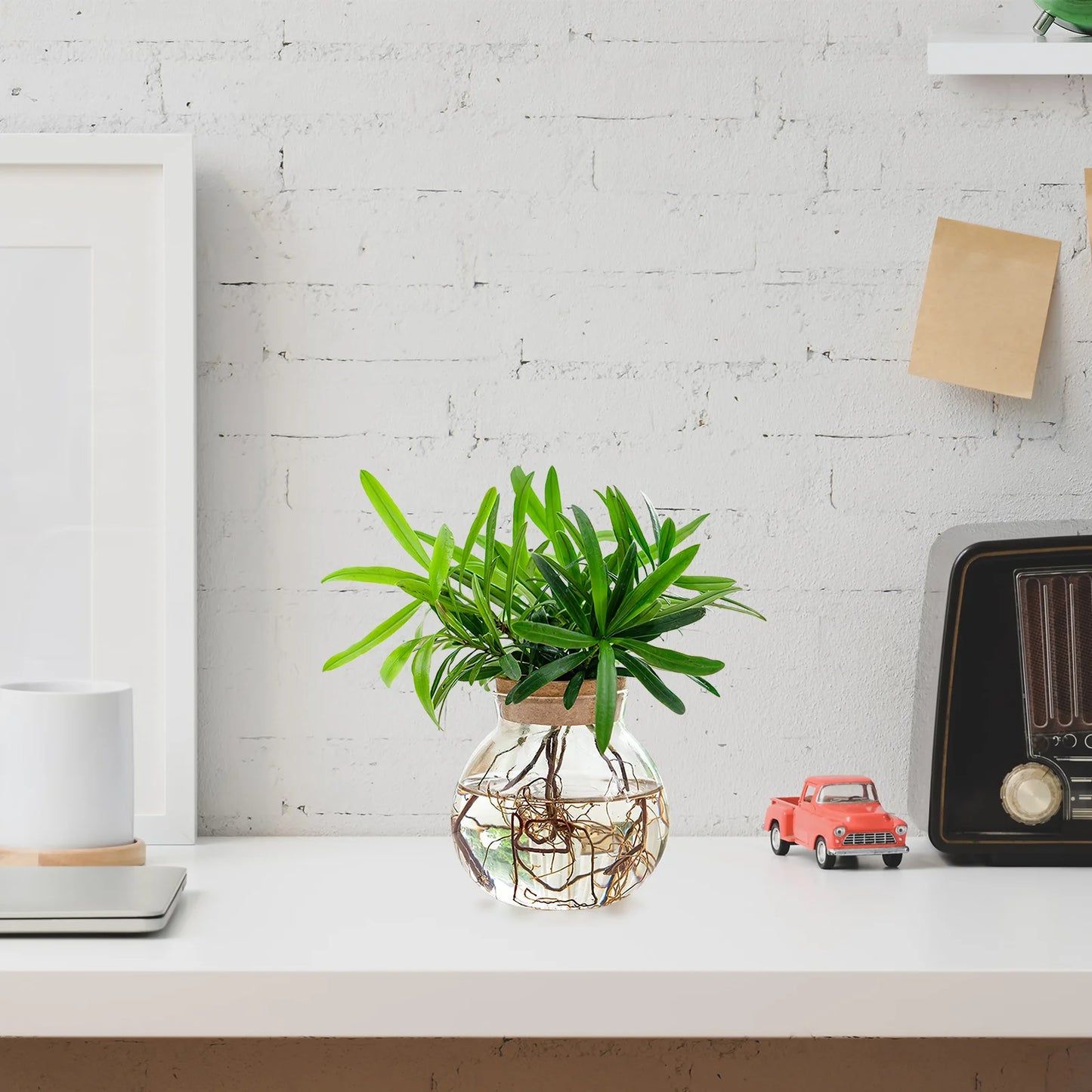 Dekorative Glas Pflanzenvermehrungsstation für stilvolle Büros