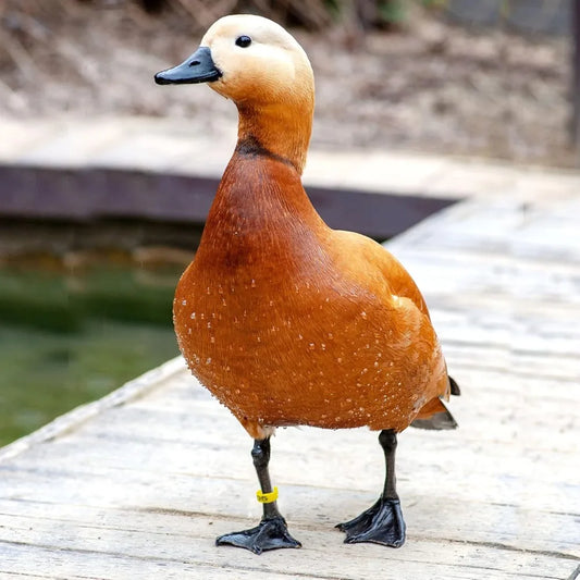 Mehrfarbige nummerierte Hühnerfußringe 1,6 cm 10 bis 50 Stück