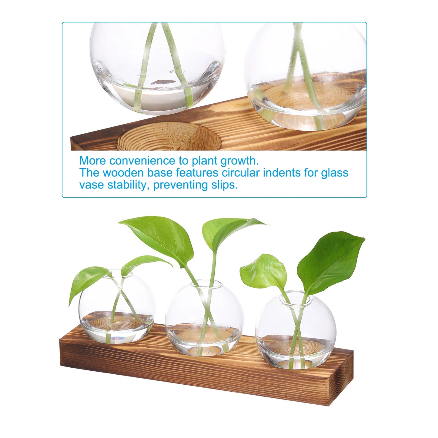 Dekoratives Glasvasen Set mit Holztablett für Pflanzenzucht