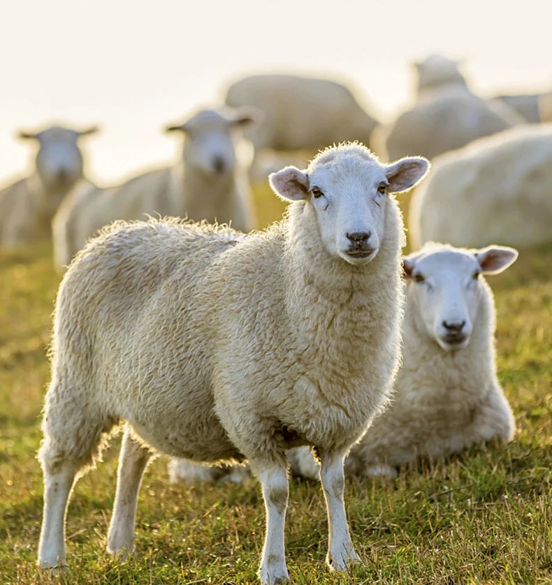 Verdickte Merinowolle Thermosocken für Herren im Winter