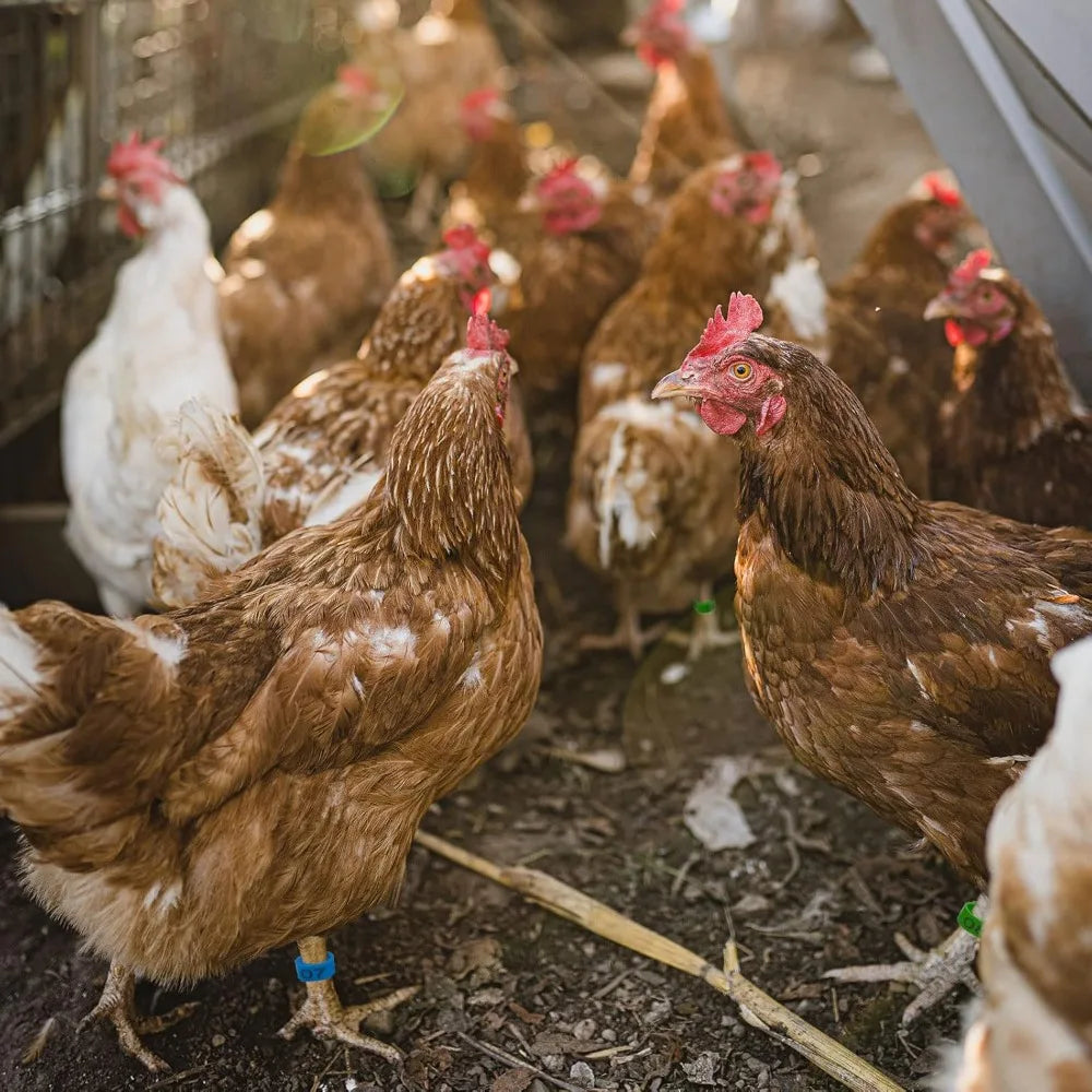 Mehrfarbige nummerierte Hühnerfußringe 1,6 cm 10 bis 50 Stück