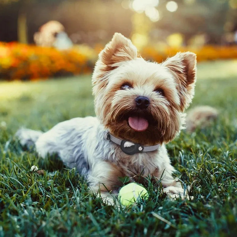 Leder Airtag Halsband Reflektierend Verstellbar für Hunde Katzen