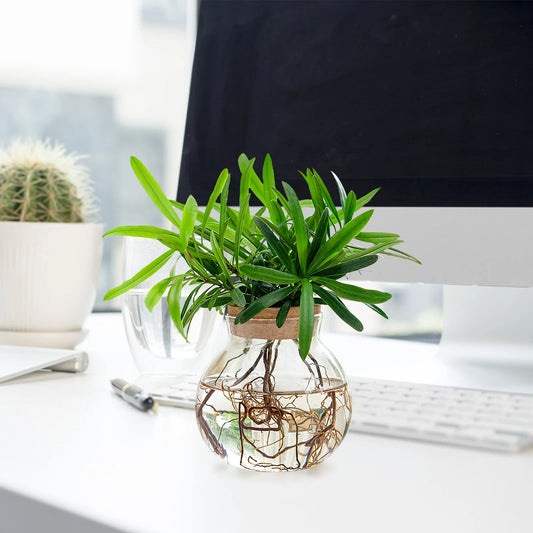 Dekorative Glas Pflanzenvermehrungsstation für stilvolle Büros