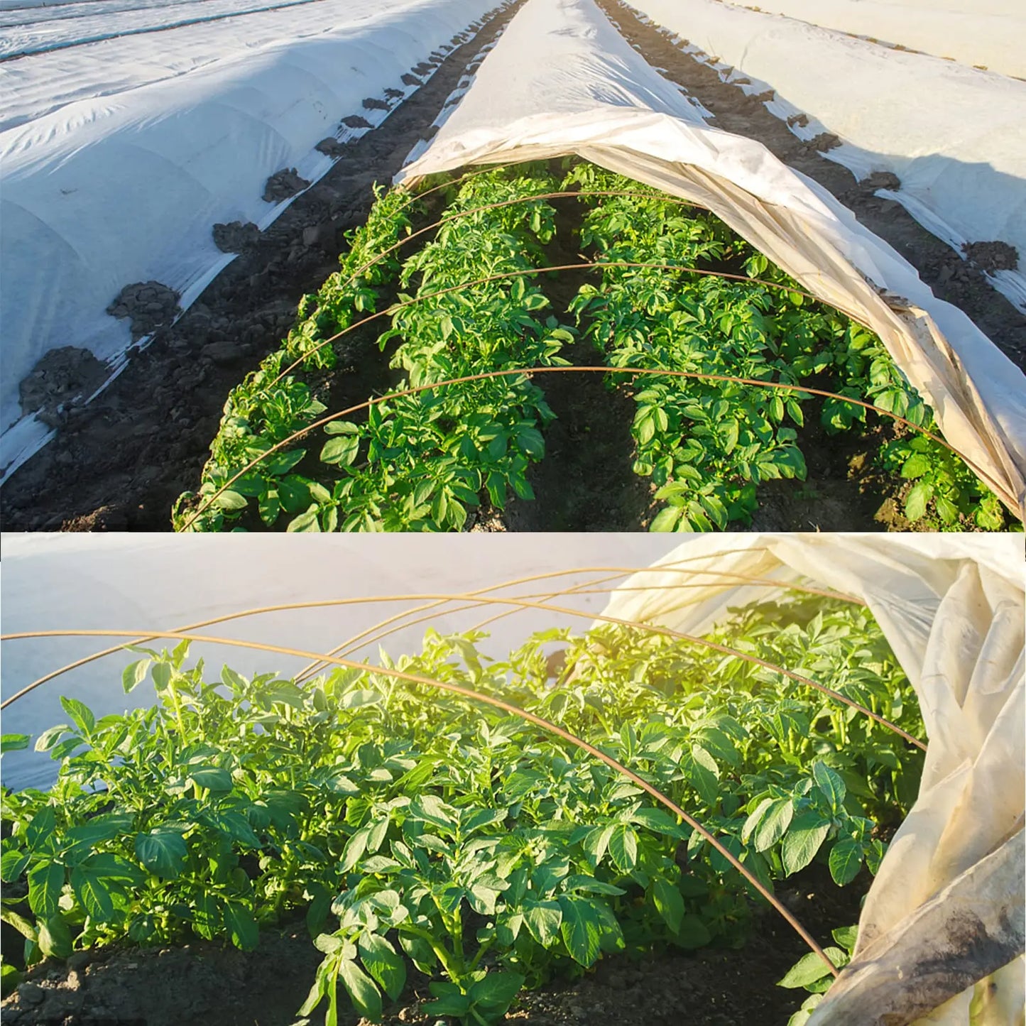 Gemüsenetz Vliesstoff für Frostschutz und Sonnenschutz im Garten