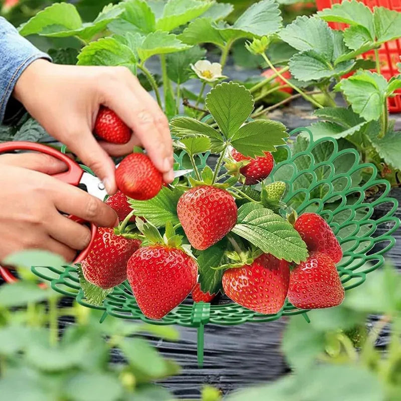 5er Set Erdbeerständer mit 3 stabilen Beinen Pflanzenstütze für Garten