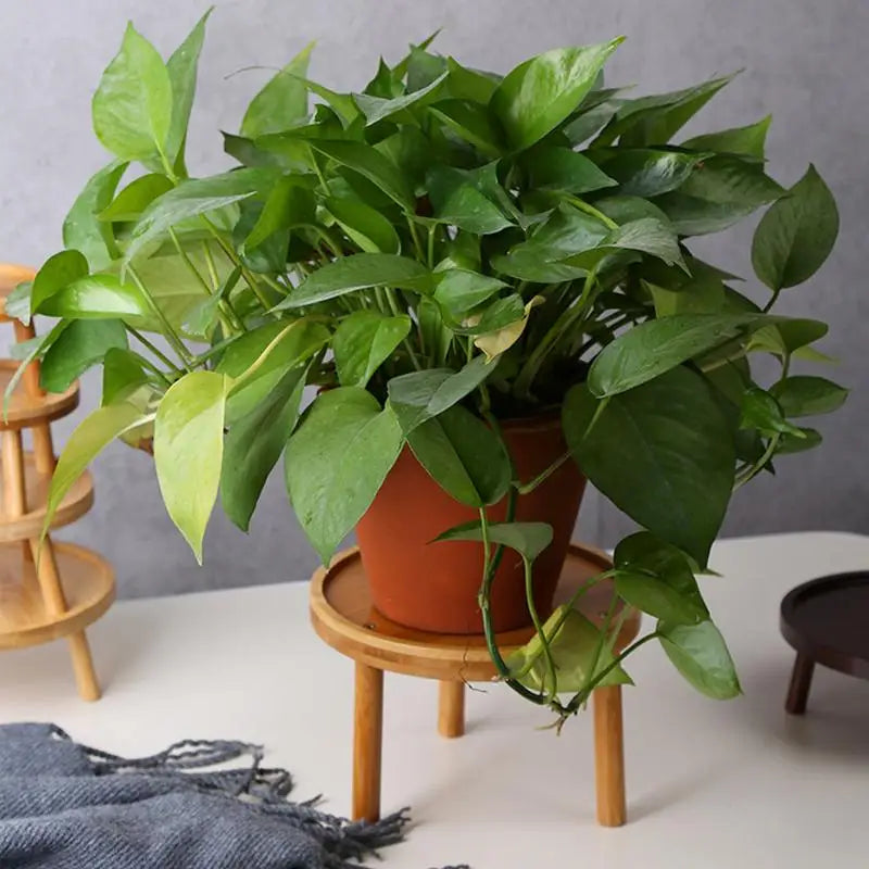 Moderner runder Holzständer für Zimmerpflanzen hoher Beistelltisch Bonsai Halter