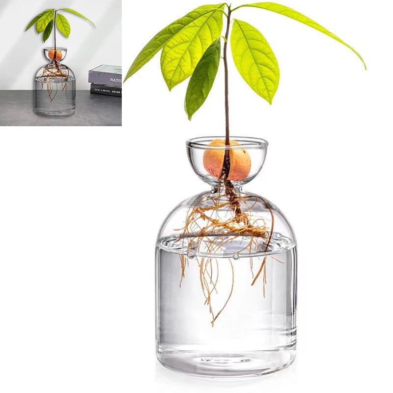 Dekorative Glas Anzuchtvase für Avocado Samen und Pflanzen
