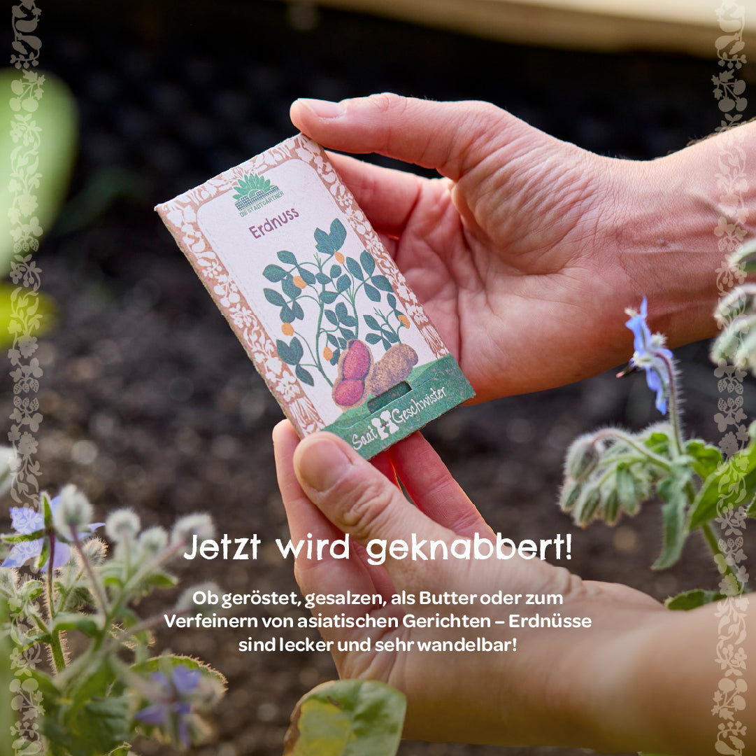 Samenfestes Erdnuss Saatgut für Garten und Balkon nachhaltige Verpackung-Die Stadtgärtner